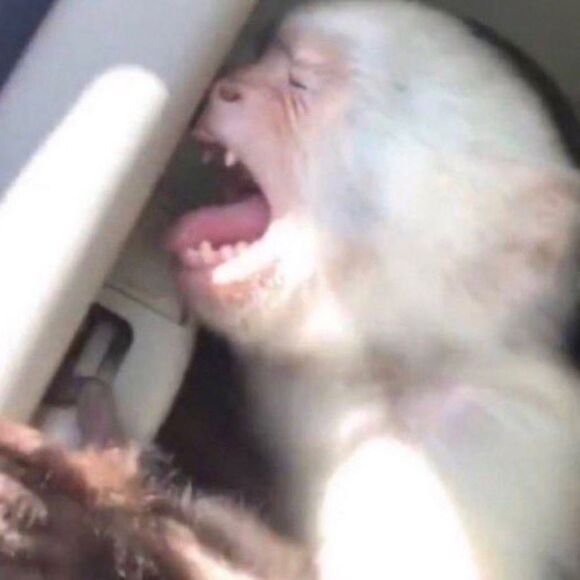 Calvin Klein Small Floral Top - Picture 6 of 6